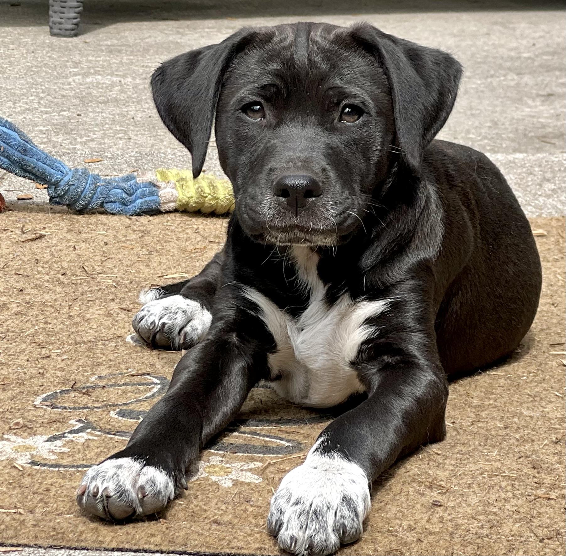 Brodie, ADOPTABLE, Puppy Male Mixed Breed.