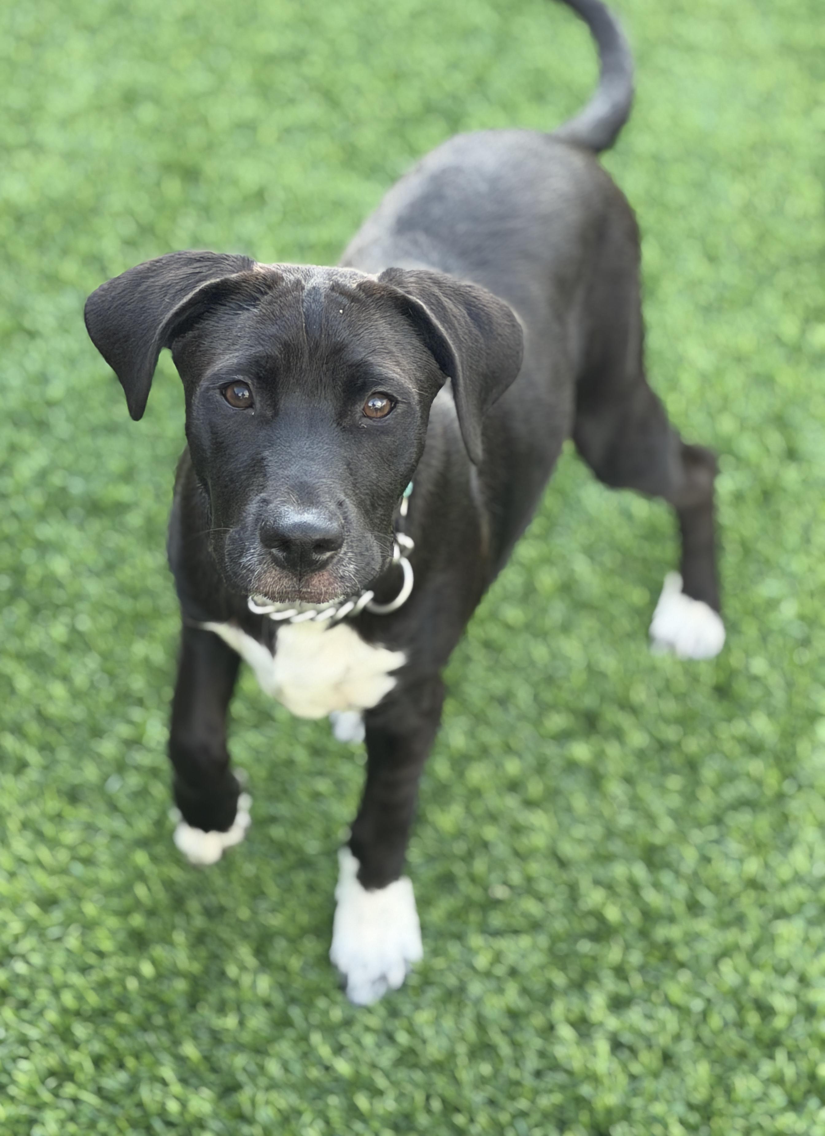 Brodie, a ADOPTABLE mixed breed in Mt Pleasant, SC image 2/6