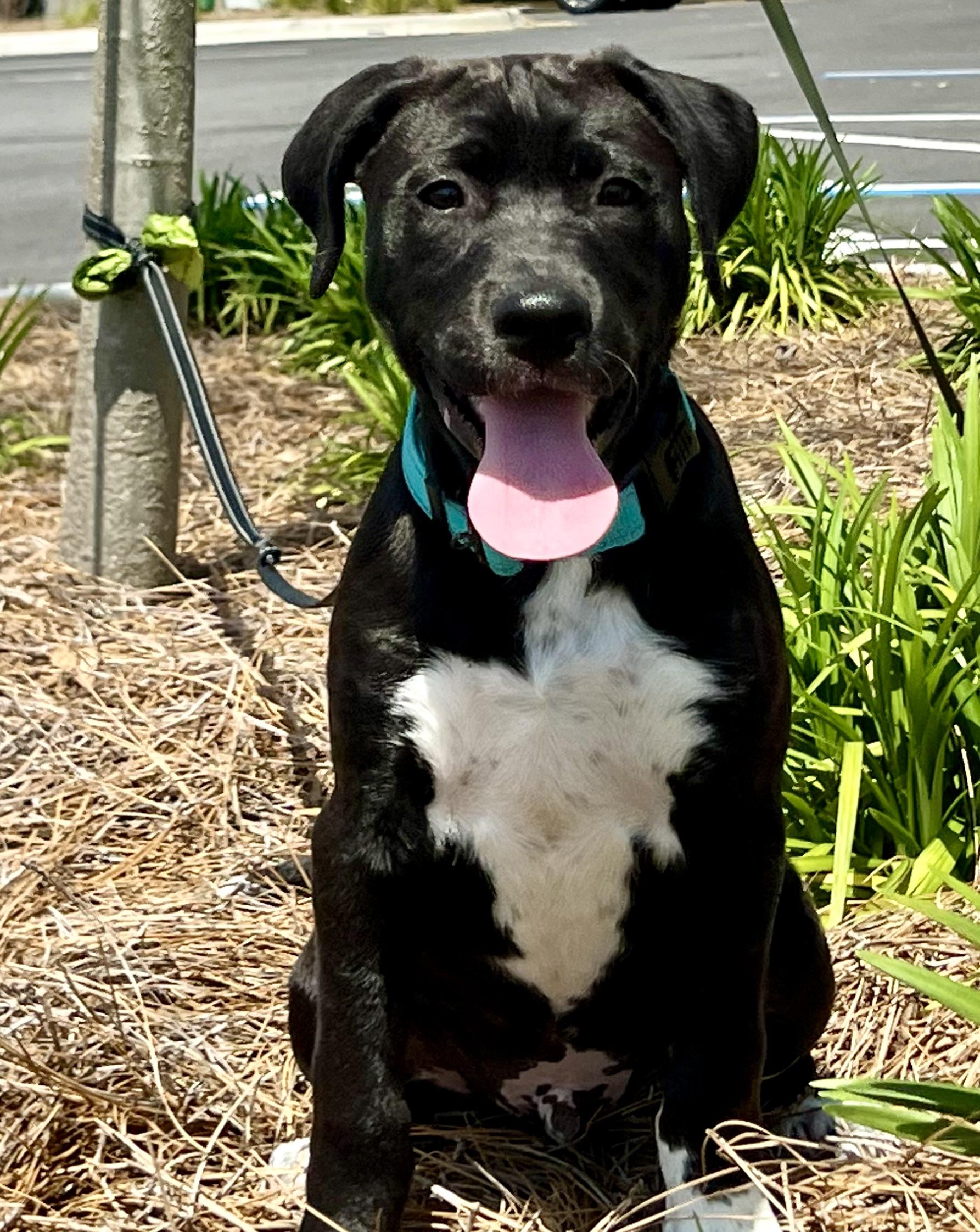 Enlarge Brodie, a ADOPTABLE mixed breed in Mt Pleasant, SC image 5/6