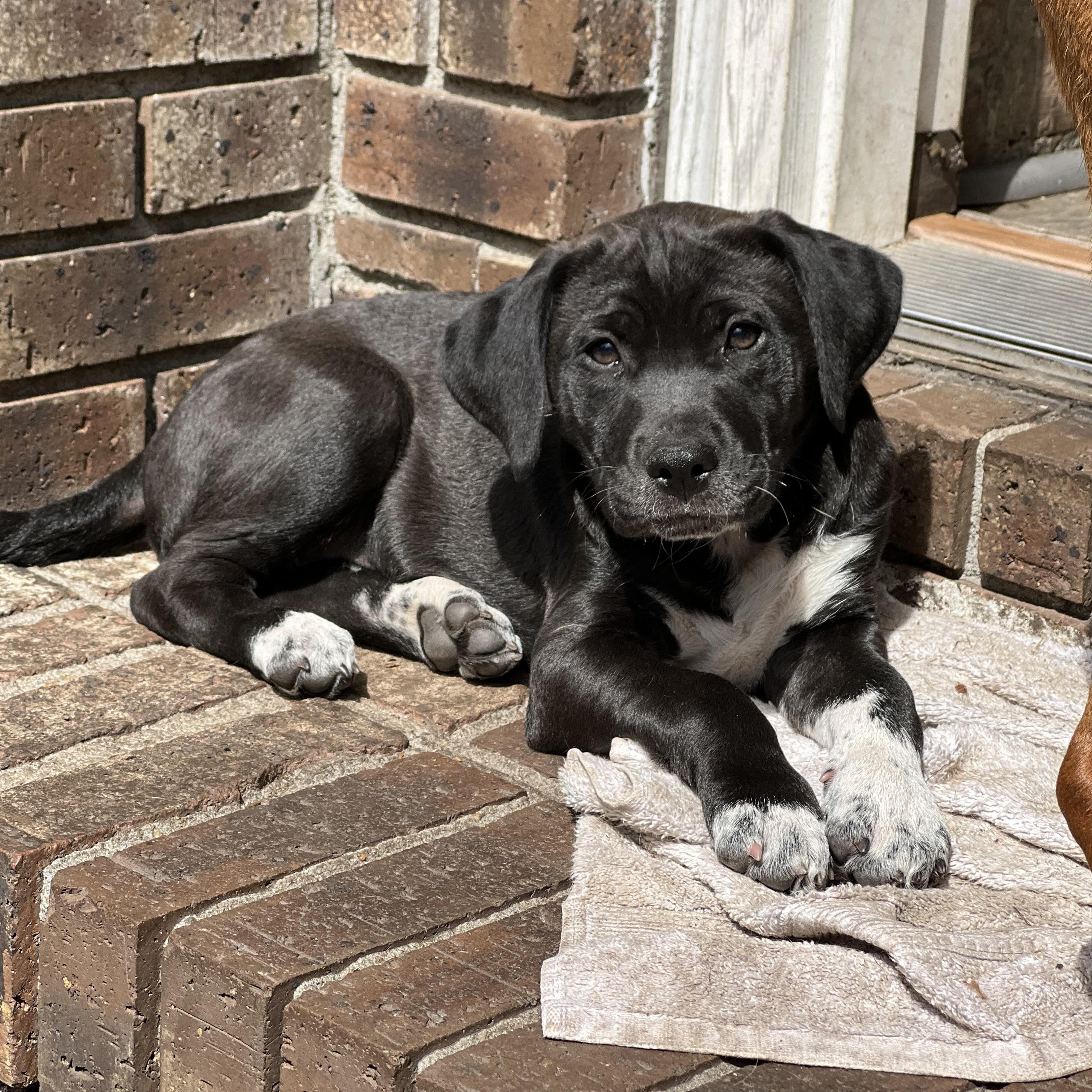 Enlarge Brodie, a ADOPTABLE mixed breed in Mt Pleasant, SC image 4/6