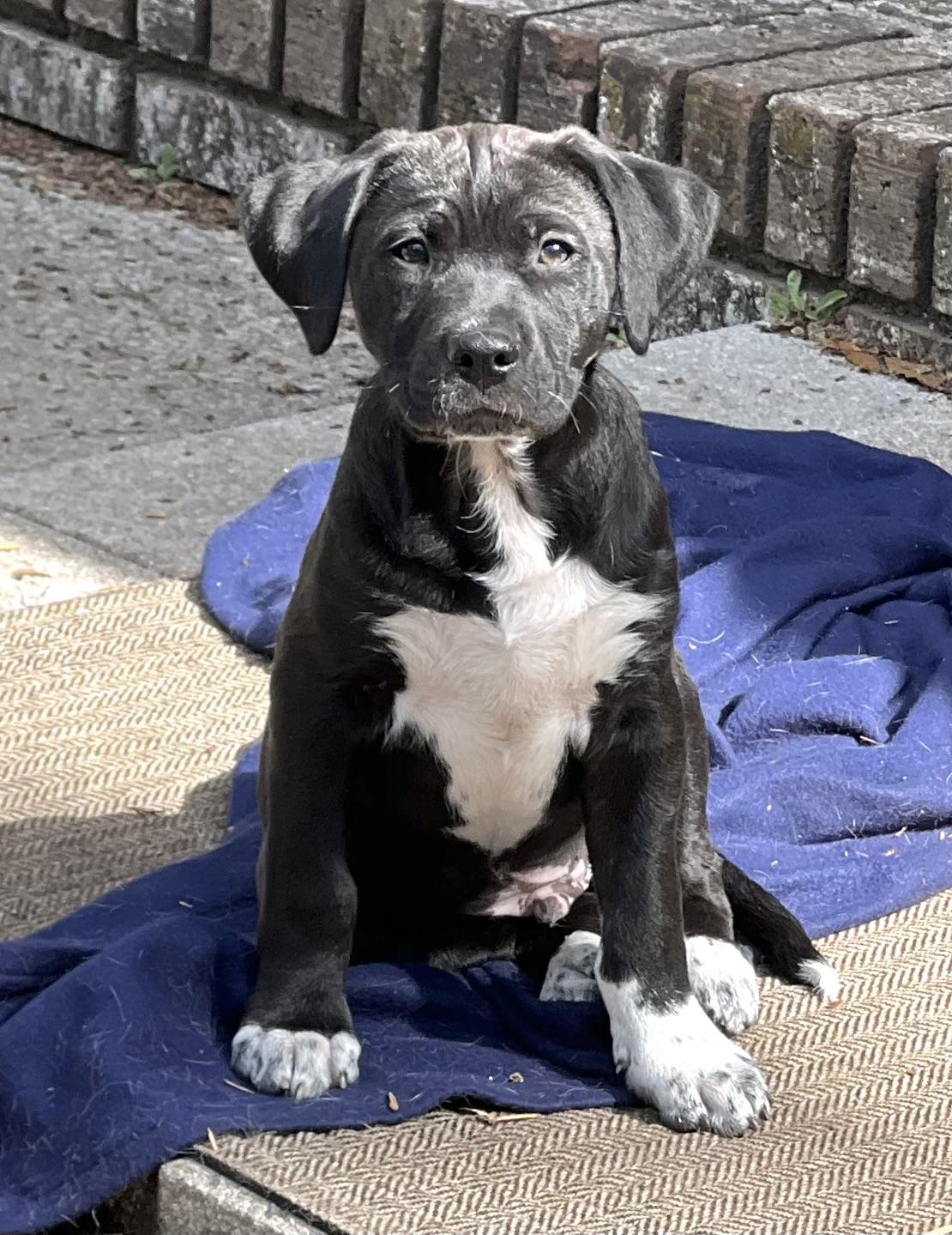 Enlarge Brodie, a ADOPTABLE mixed breed in Mt Pleasant, SC image 2/6