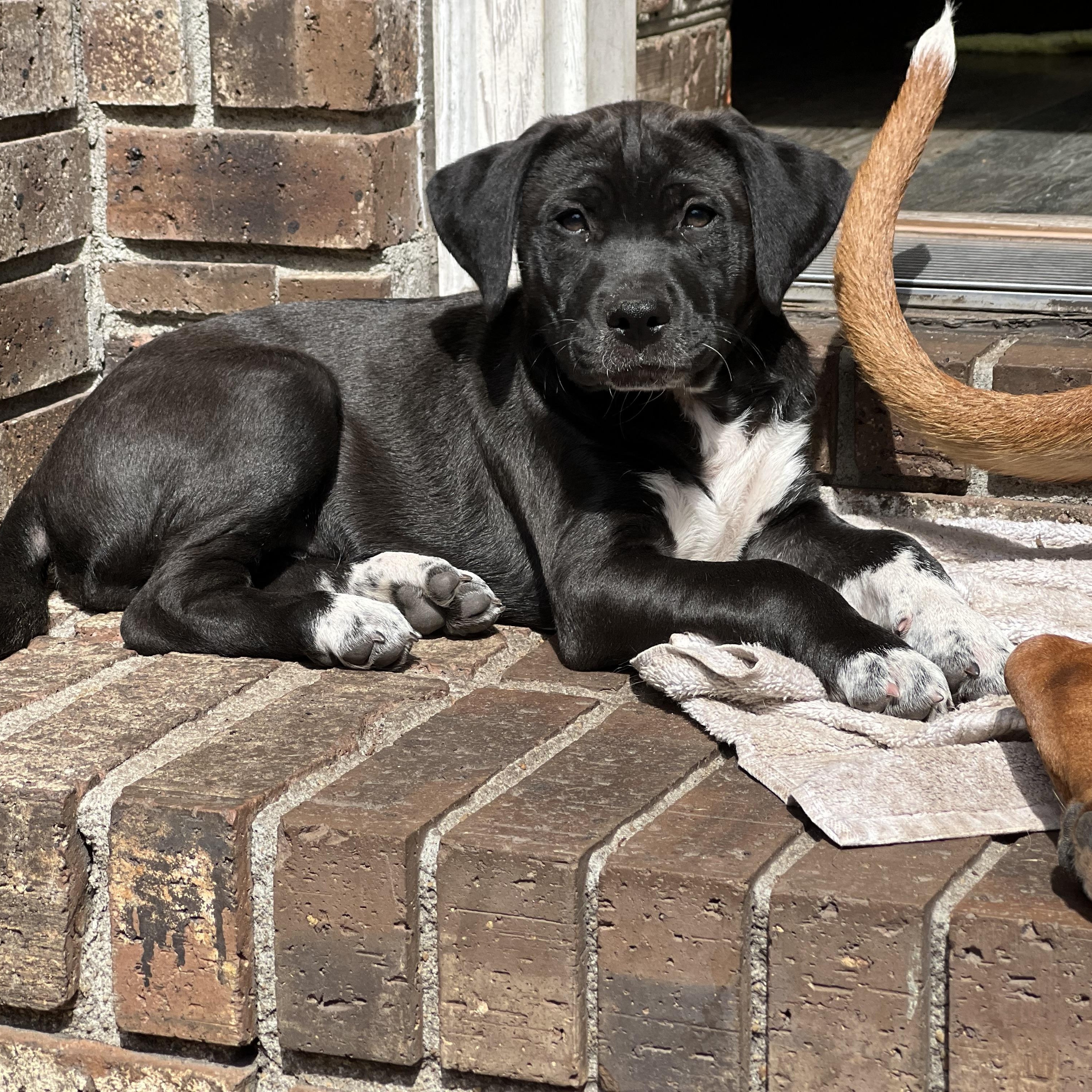 Enlarge Brodie, a ADOPTABLE mixed breed in Mt Pleasant, SC image 5/6
