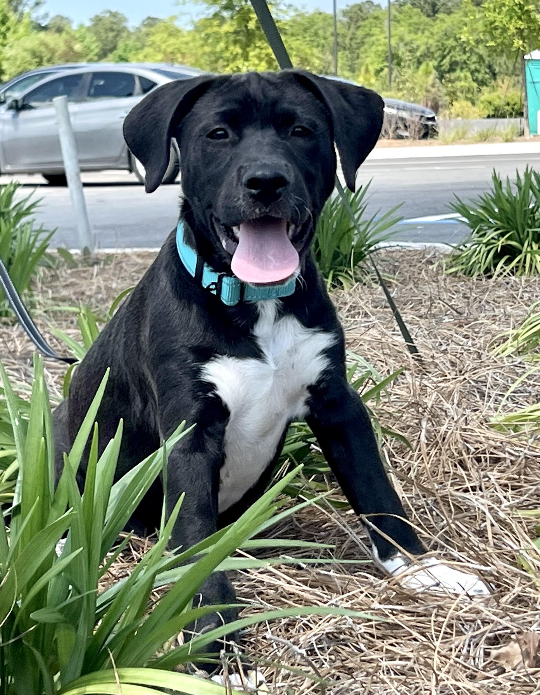 Enlarge Brodie, a ADOPTABLE mixed breed in Mt Pleasant, SC image 3/6