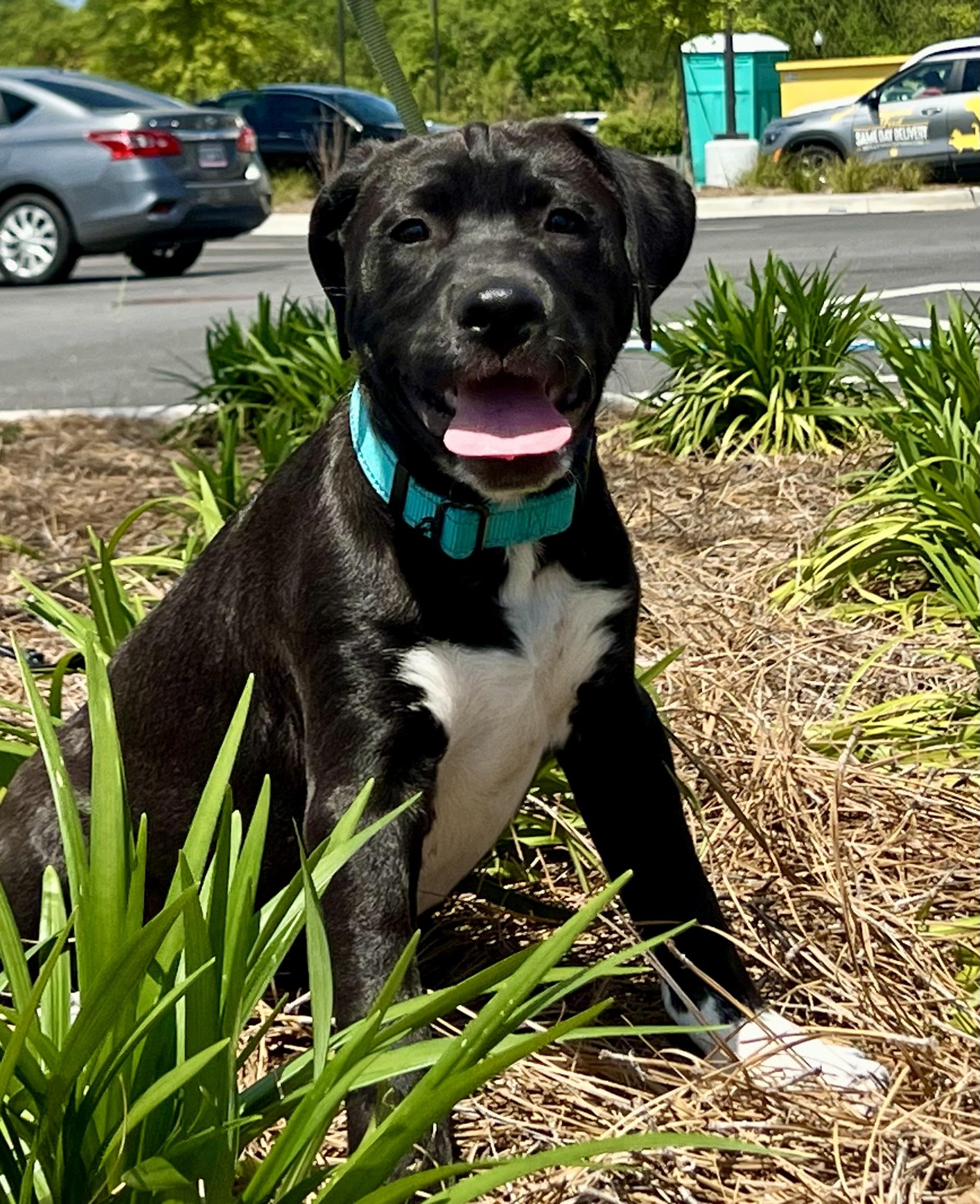 Enlarge Brodie, a ADOPTABLE mixed breed in Mt Pleasant, SC image 2/6