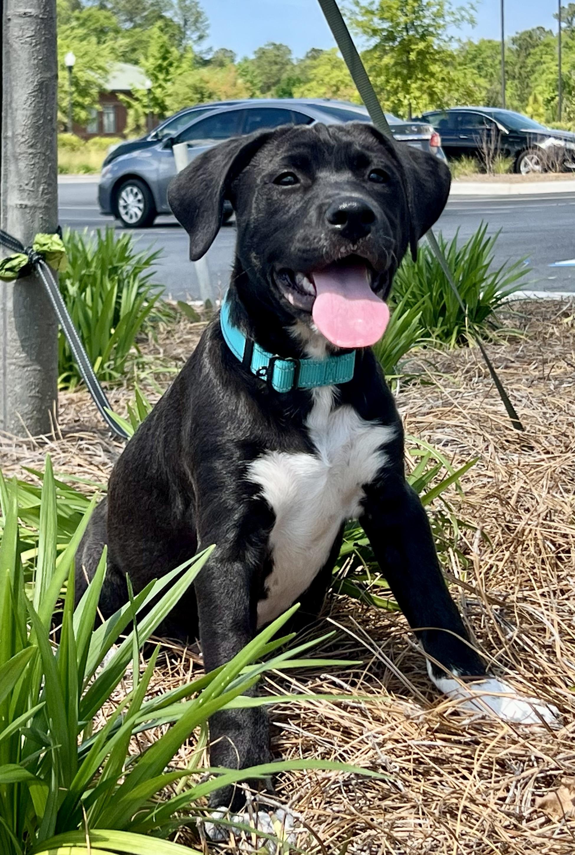 Enlarge Brodie, a ADOPTABLE mixed breed in Mt Pleasant, SC image 4/6