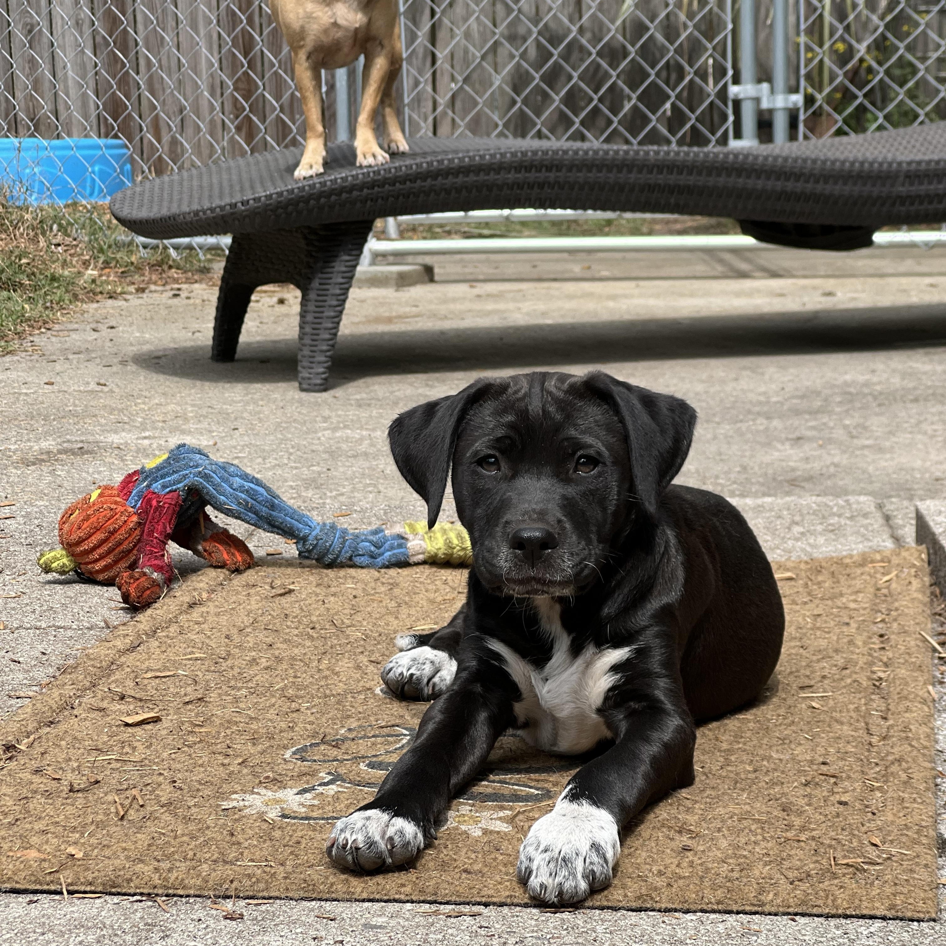 Enlarge Brodie, a ADOPTABLE mixed breed in Mt Pleasant, SC image 6/6