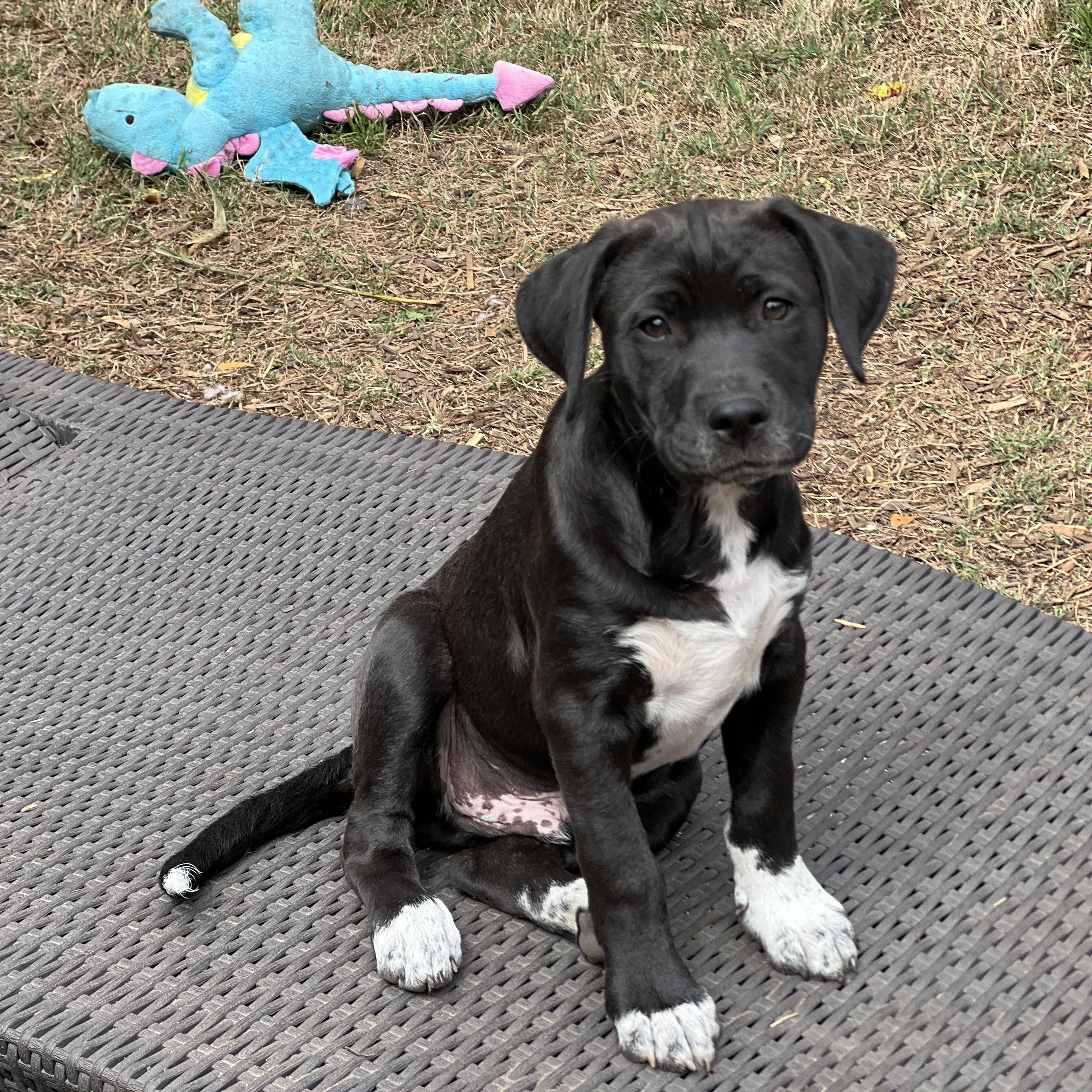 Enlarge Brodie, a ADOPTABLE mixed breed in Mt Pleasant, SC image 3/6