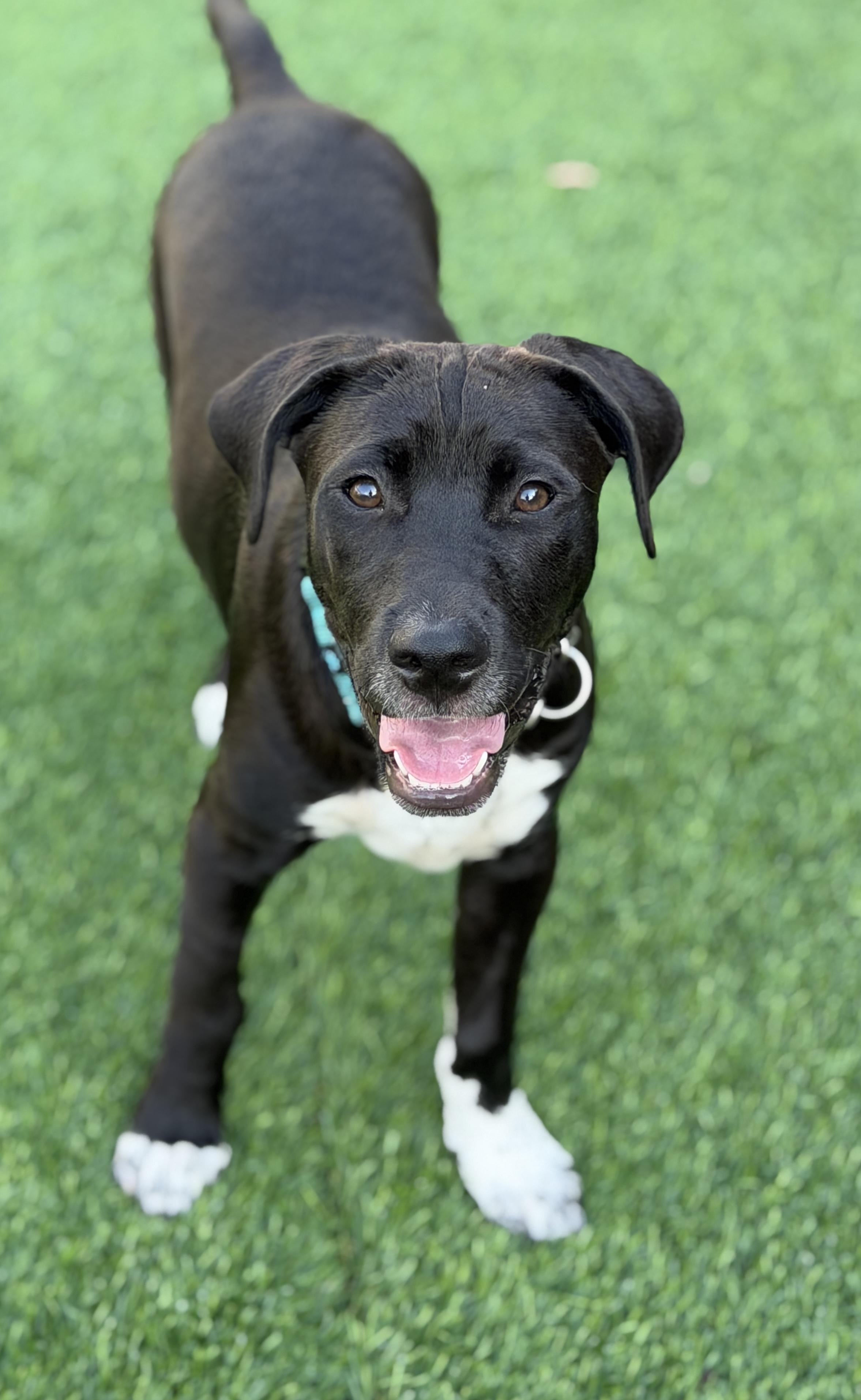 Brodie, a ADOPTABLE mixed breed in Mt Pleasant, SC image 4/6