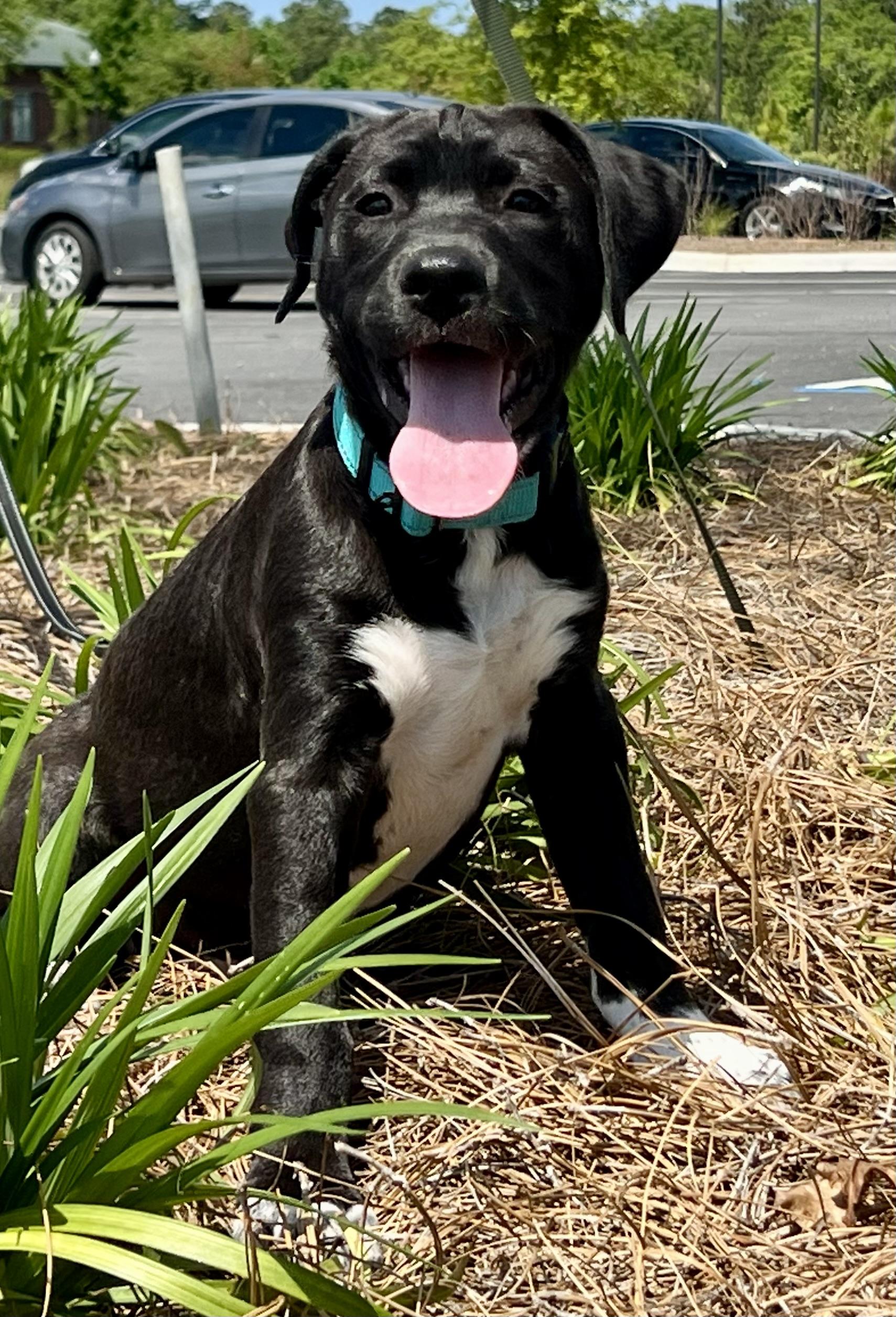 Brodie, ADOPTABLE, Puppy Male Mixed Breed.