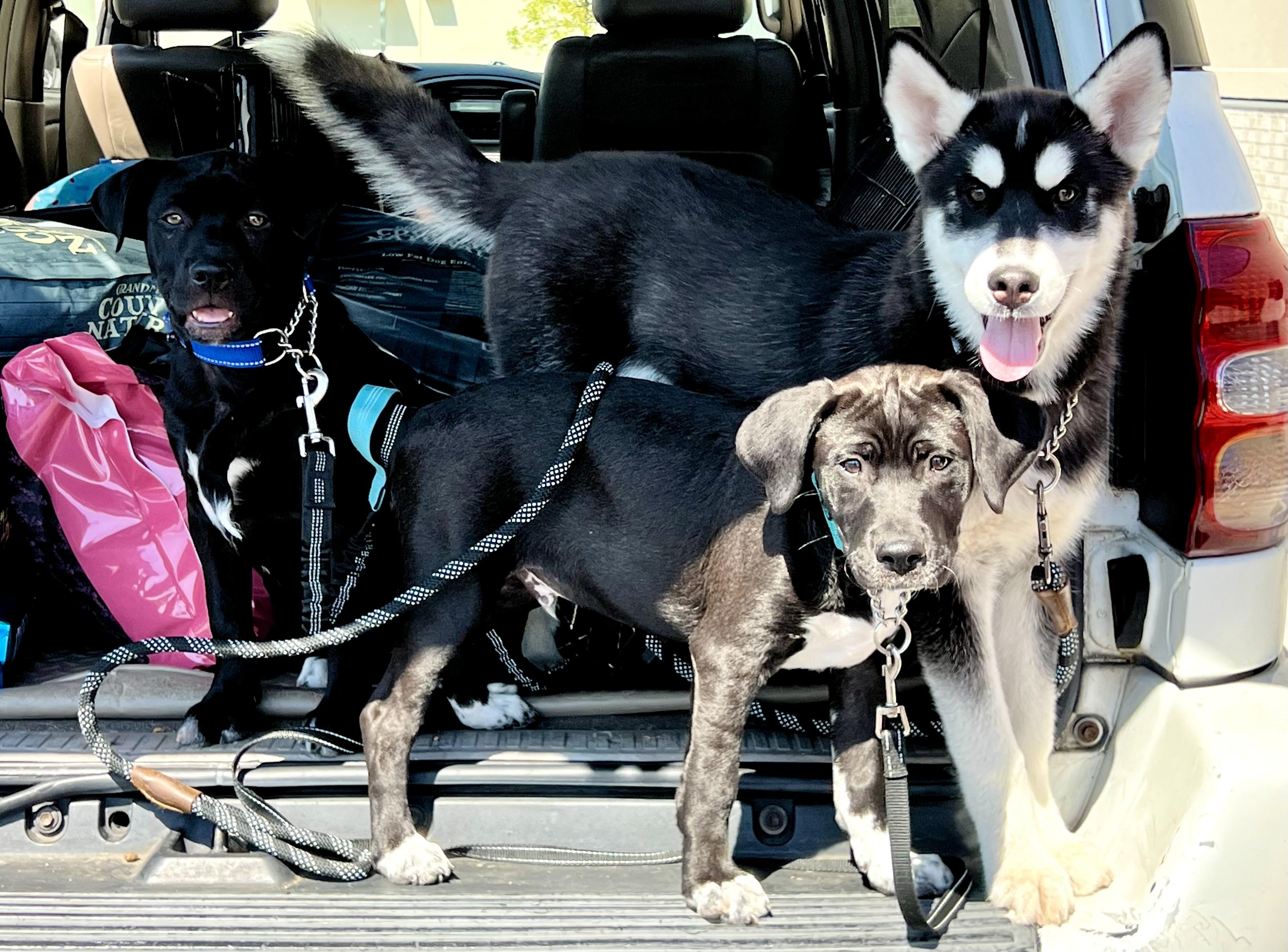 Enlarge Brodie, a ADOPTABLE mixed breed in Mt Pleasant, SC image 6/6