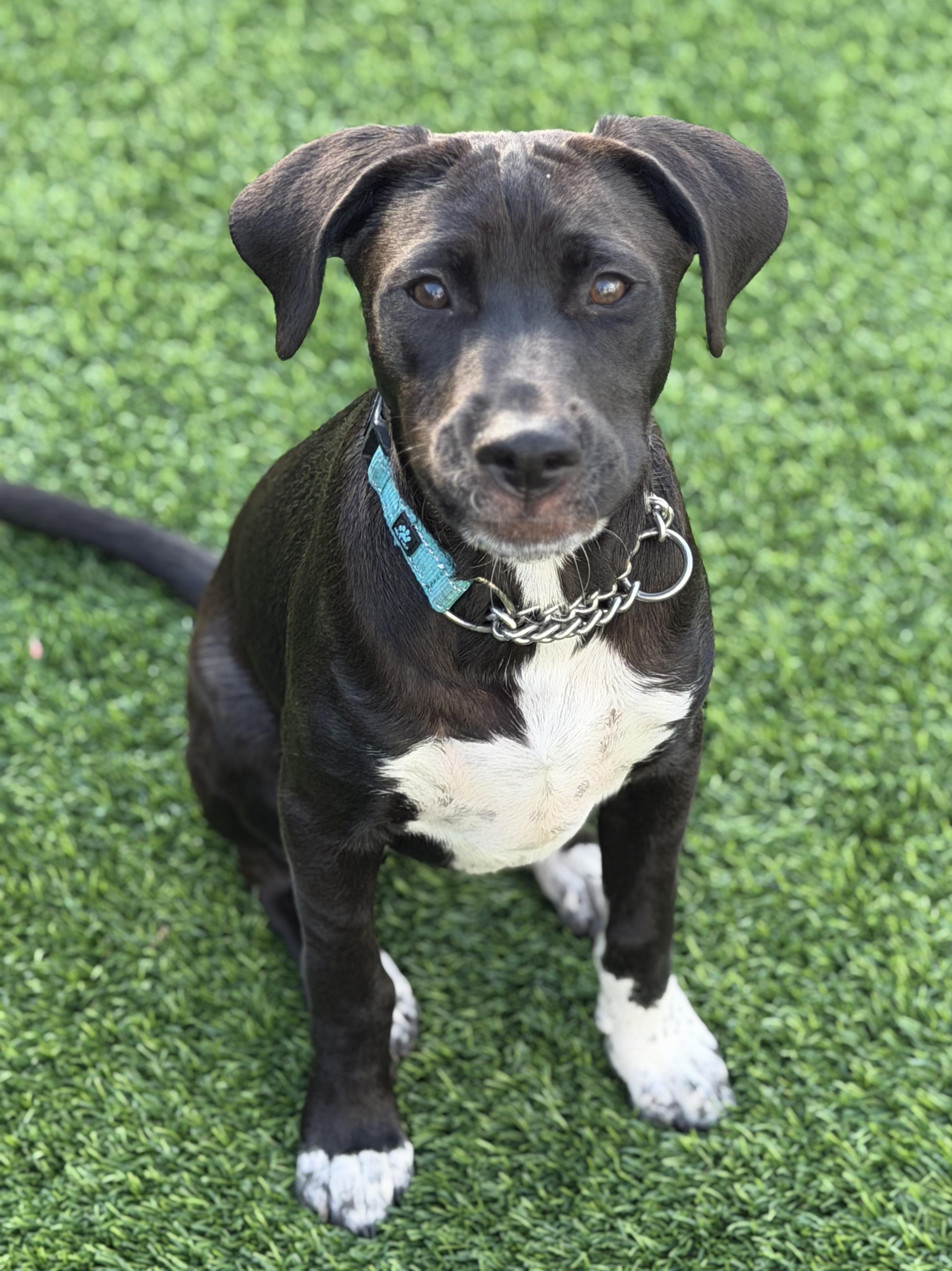 Brodie, a ADOPTABLE mixed breed in Mt Pleasant, SC image 1/6