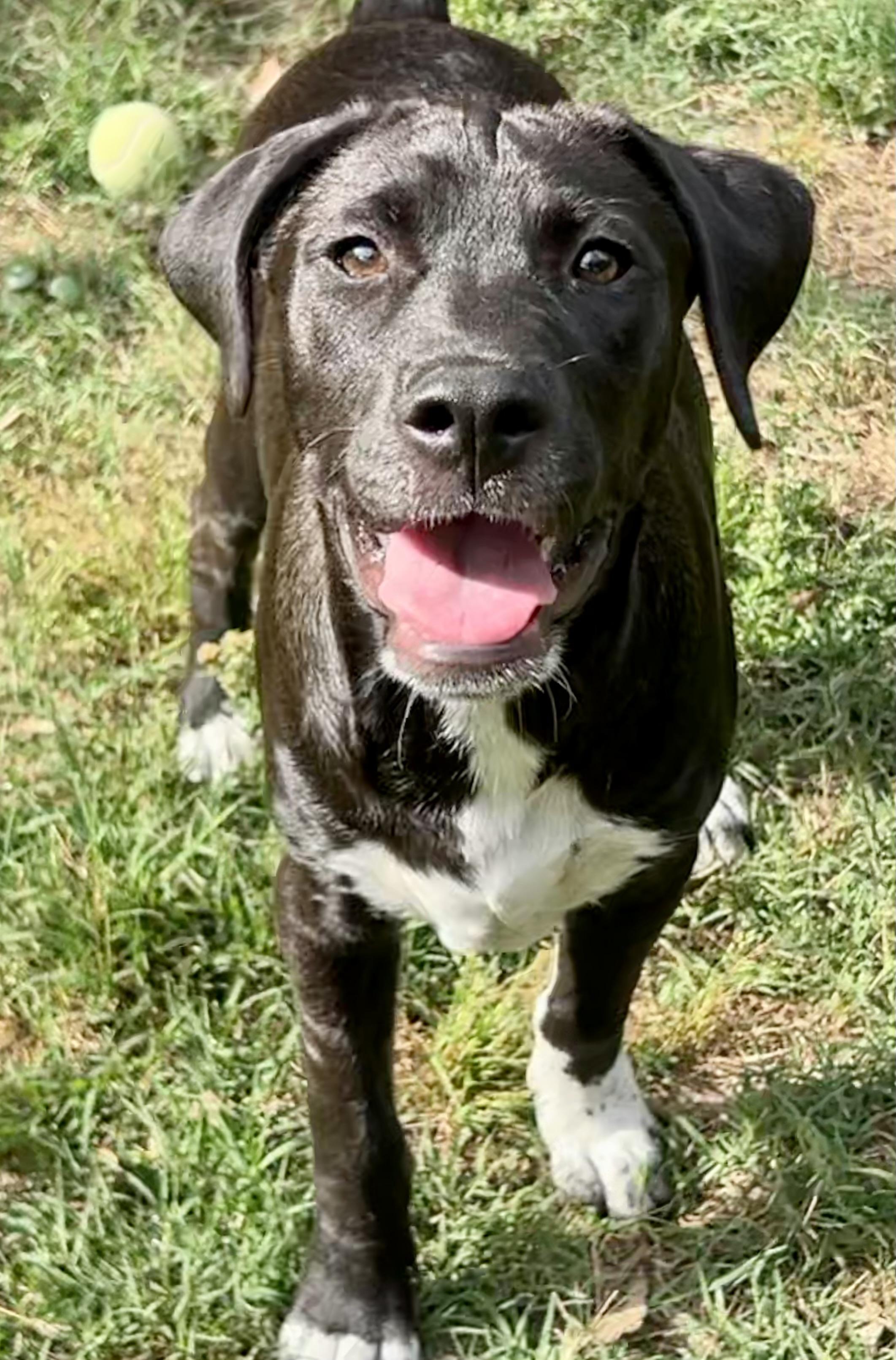 Brodie, a ADOPTABLE mixed breed in Mt Pleasant, SC image 6/6