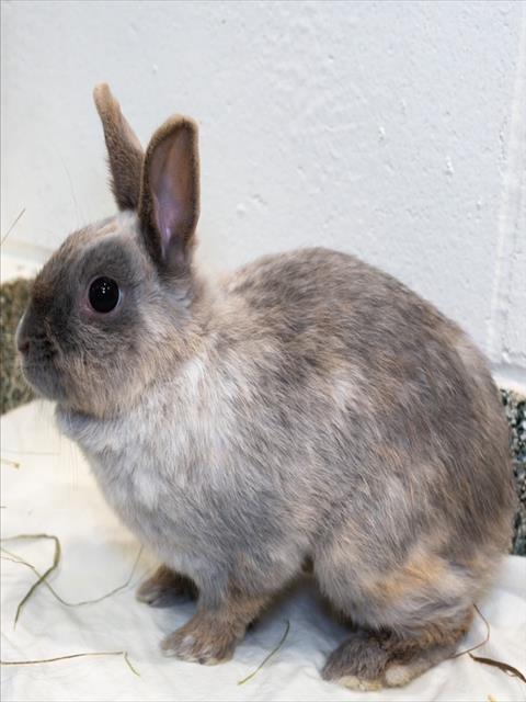 CORA, Adoptable, Young Female Netherland Dwarf.