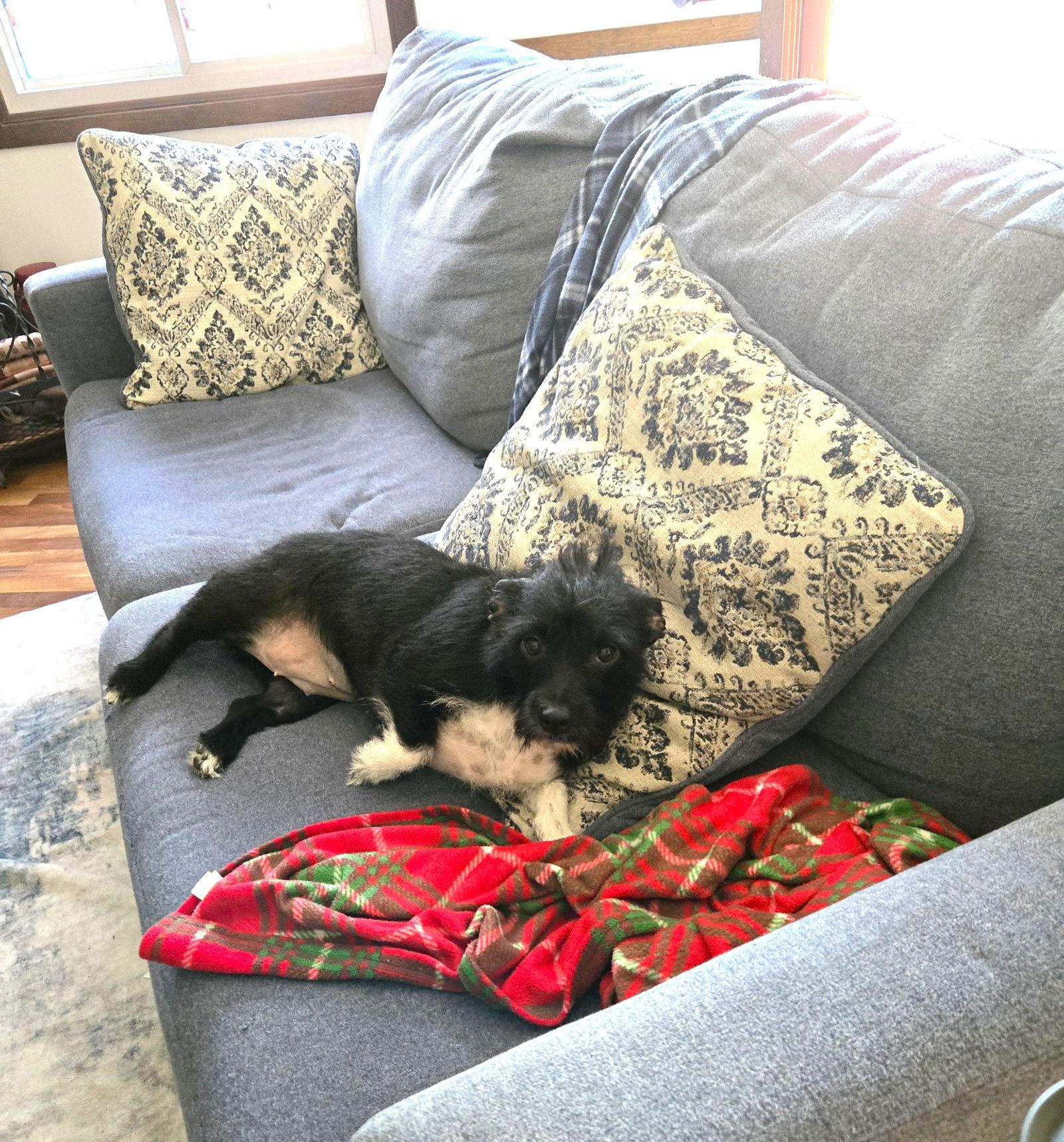 Dolly, Adopted, Adult Female Terrier & Dachshund.