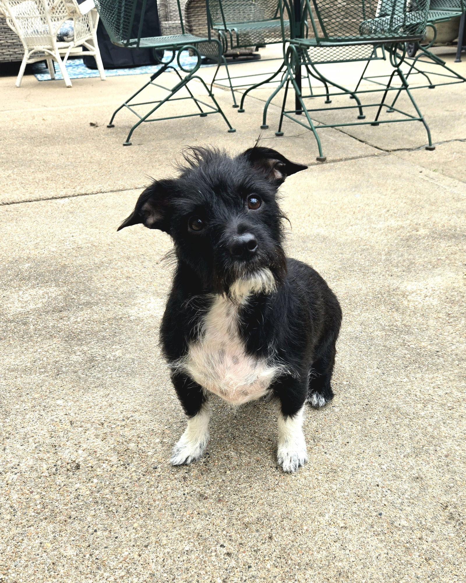 Dolly, a Adopted mixed breed in Council Bluffs, IA image 2/3