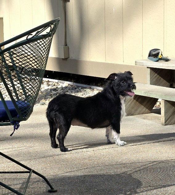 Dolly, a Adopted mixed breed in Council Bluffs, IA image 3/3