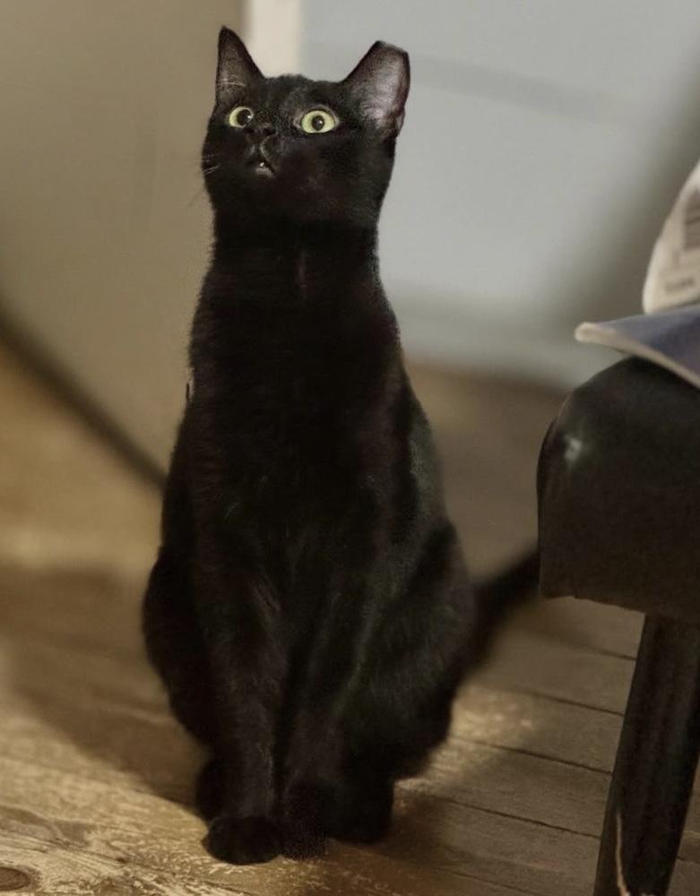 Enlarge Flow, a Adoptable Domestic Short Hair in Albuquerque, NM image 1/1