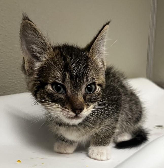 NARCISO, Adoptable, Young Male Domestic Short Hair.