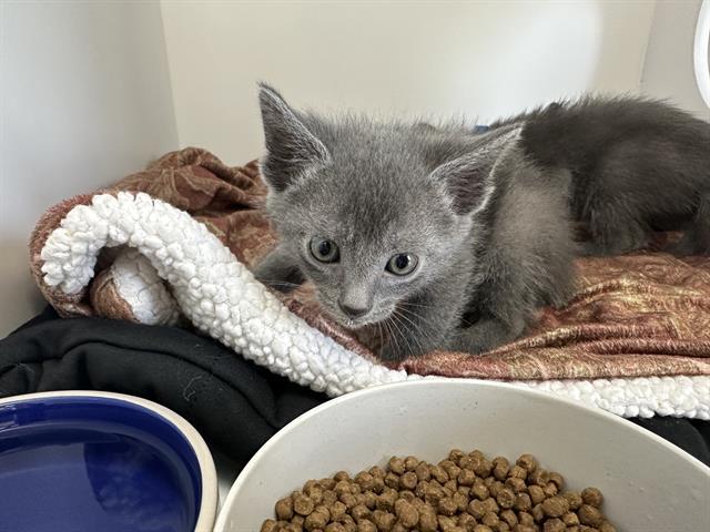 MOSS, Adoptable, Young Male Domestic Short Hair.