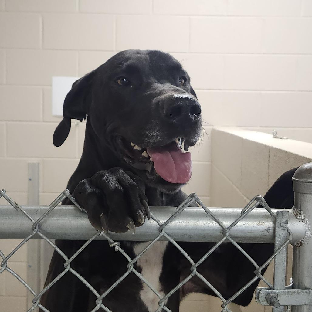 Roman, Adoptable, Adult Male Great Dane.