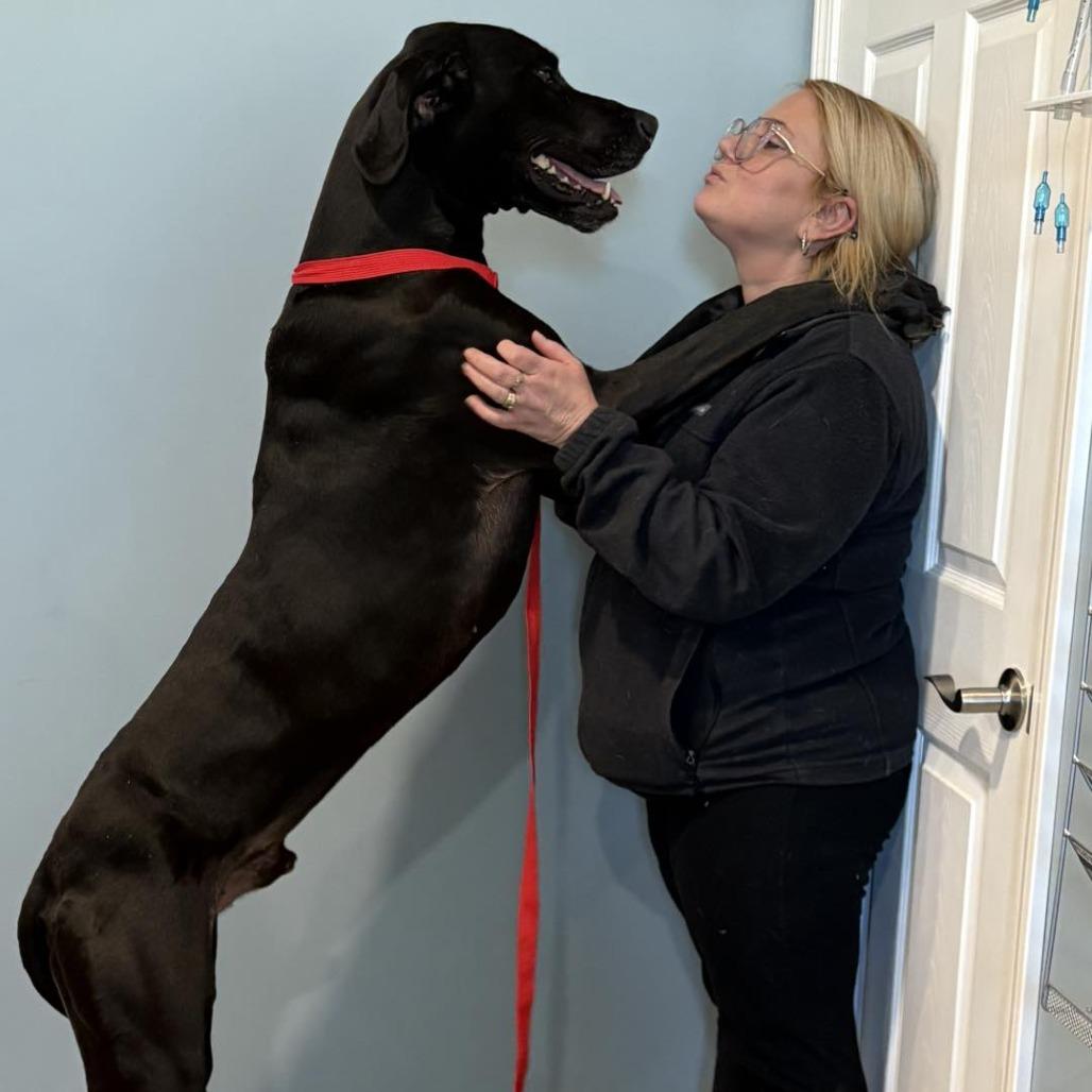 Enlarge Roman, a Adoptable Great Dane in Muncie, IN image 2/2