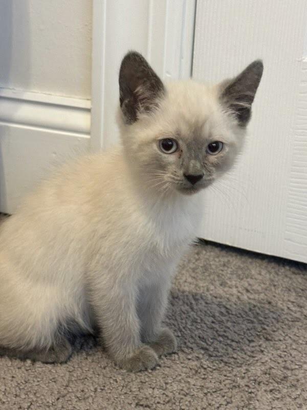 Enlarge Ash, a Adoptable Siamese in Patchogue, NY image 1/6