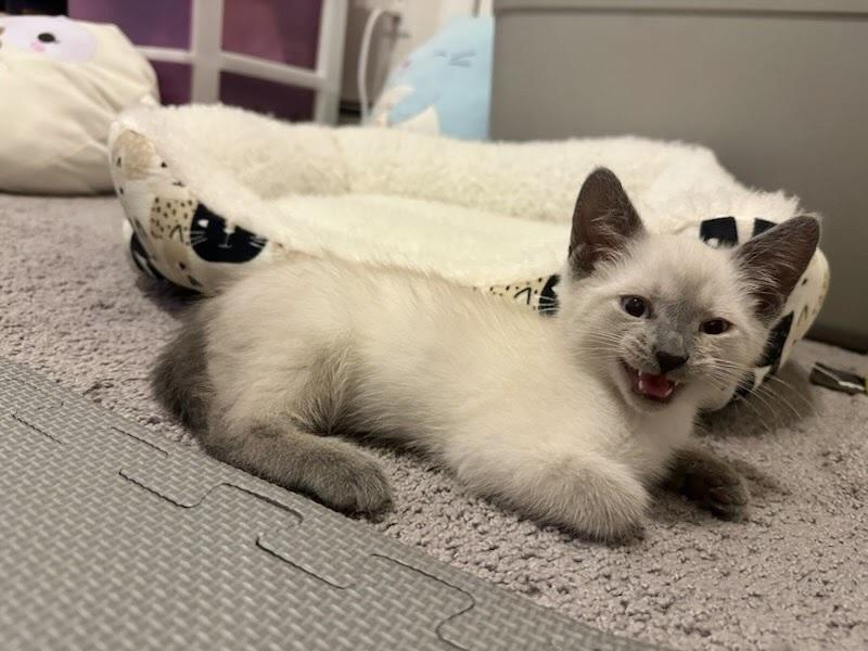 Enlarge Ash, a Adoptable Siamese in Patchogue, NY image 2/6