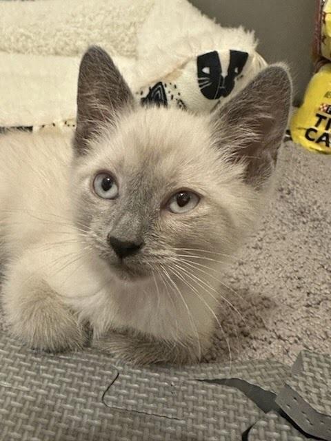 Enlarge Ash, a Adoptable Siamese in Patchogue, NY image 3/6