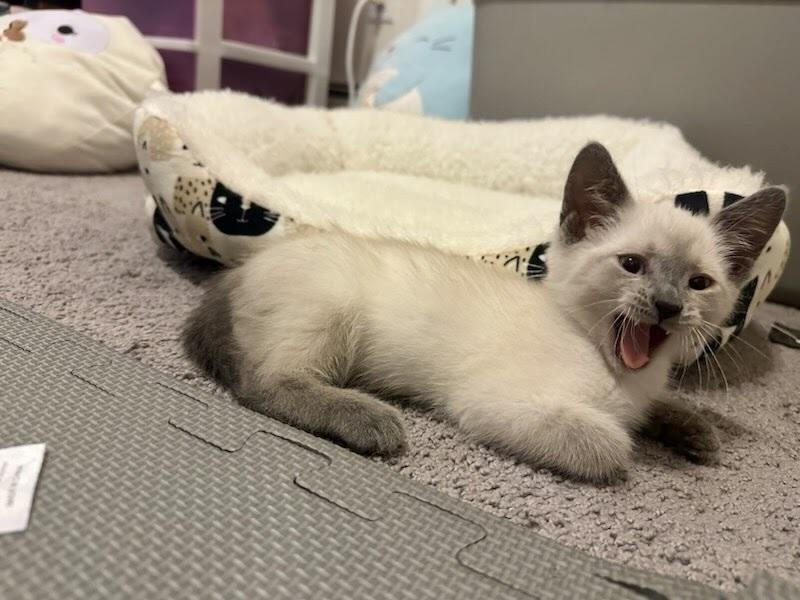Enlarge Ash, a Adoptable Siamese in Patchogue, NY image 4/6