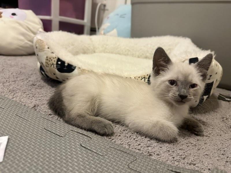 Enlarge Ash, a Adoptable Siamese in Patchogue, NY image 6/6