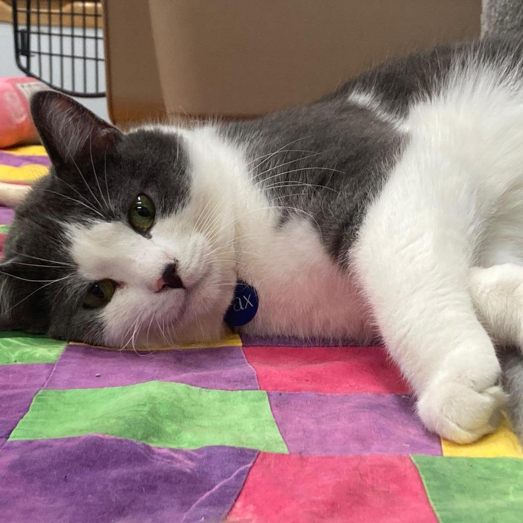 Pax, Adoptable, Adult Male Domestic Short Hair.