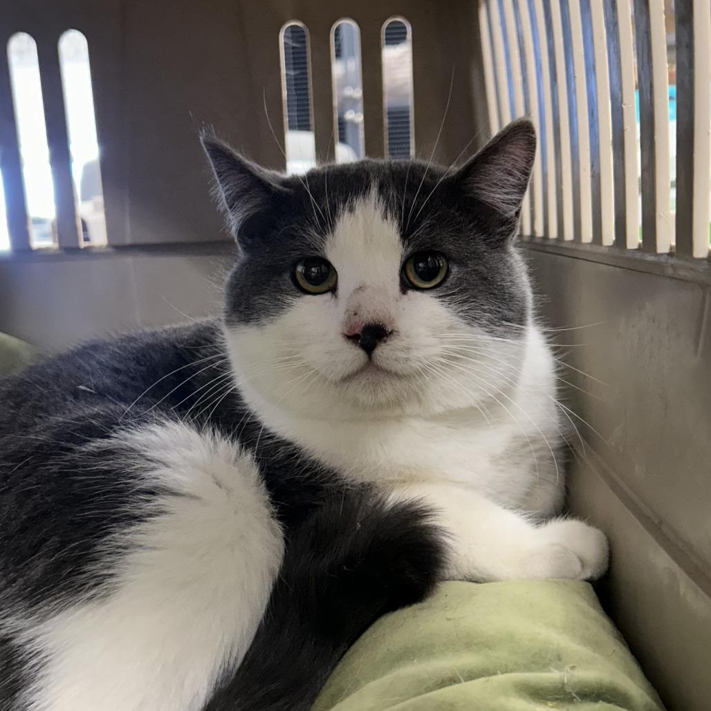 Enlarge Pax, a Adoptable Domestic Short Hair in Buffalo, WY image 1/1