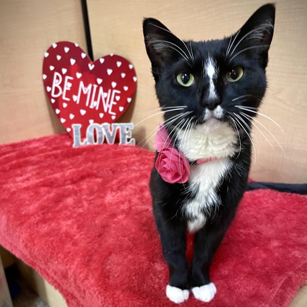 Pepe, Adoptable, Senior Female Domestic Short Hair.