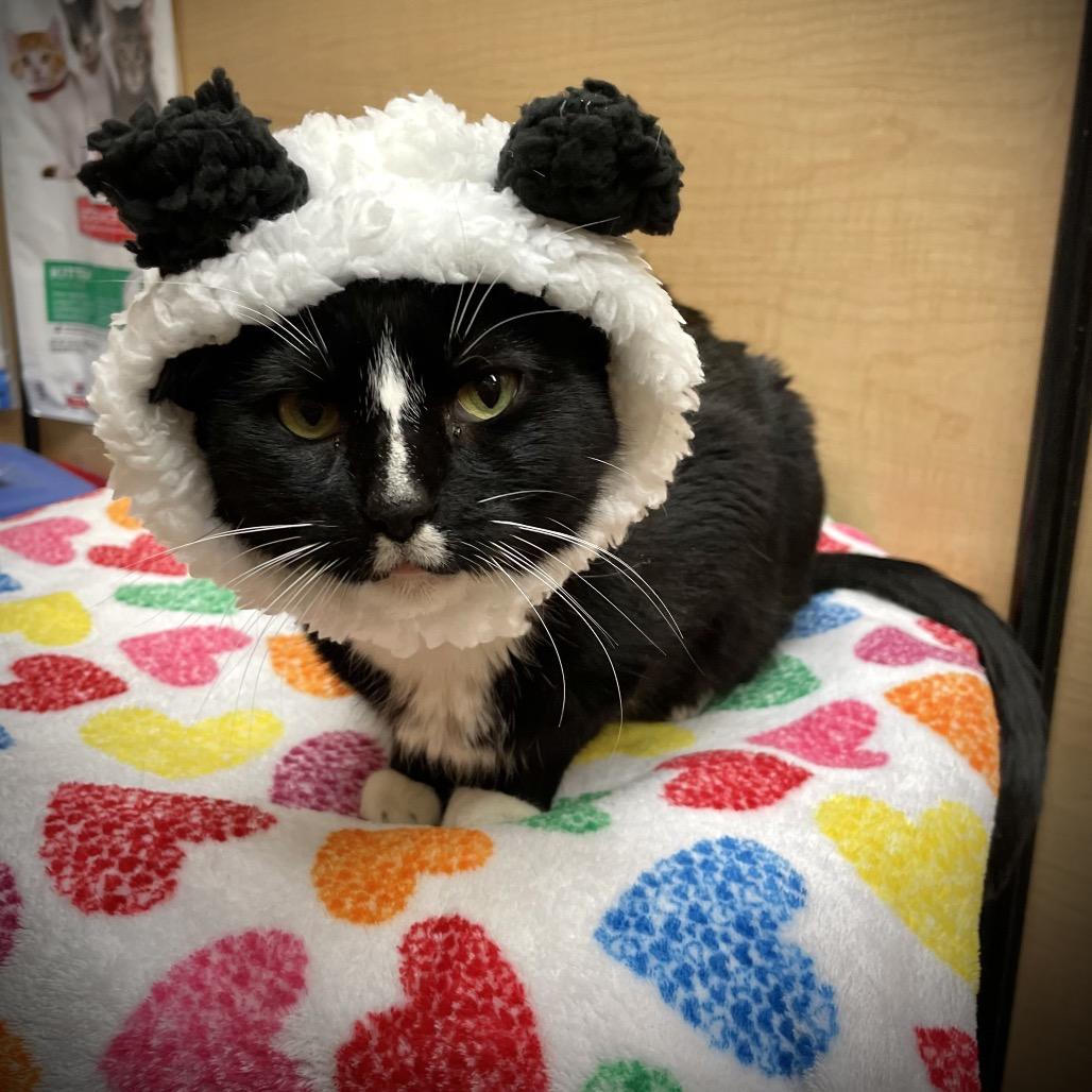 Pepe, a Adoptable Domestic Short Hair in Rochester, MN image 2/6