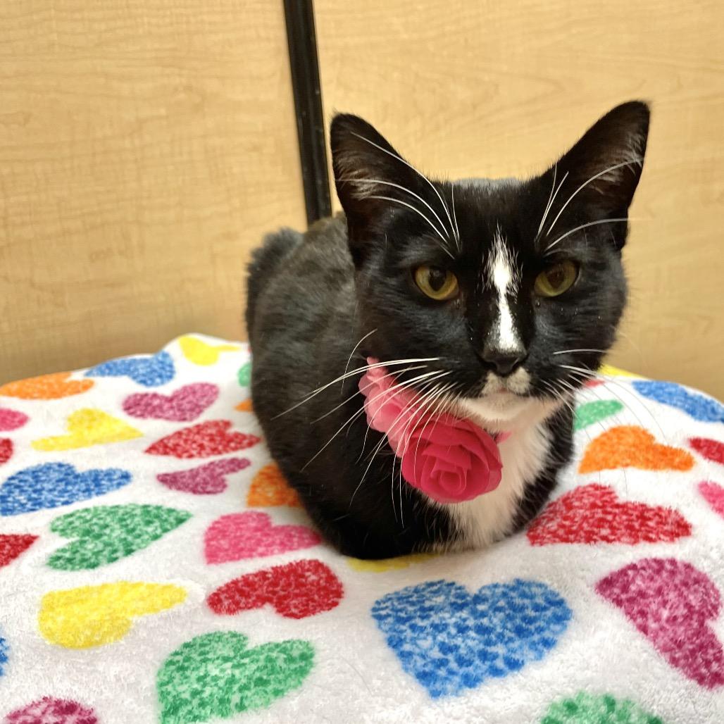 Pepe, a Adoptable Domestic Short Hair in Rochester, MN image 3/6