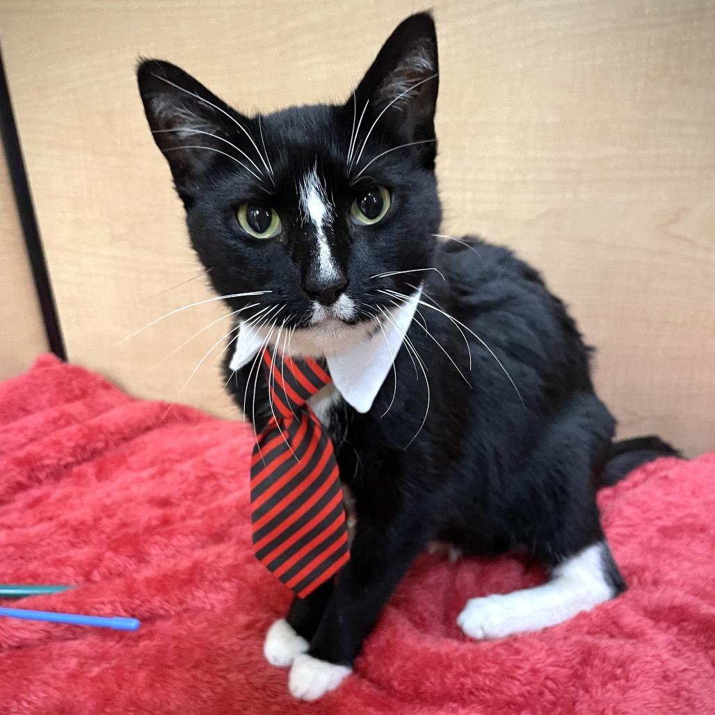 Pepe, a Adoptable Domestic Short Hair in Rochester, MN image 4/6