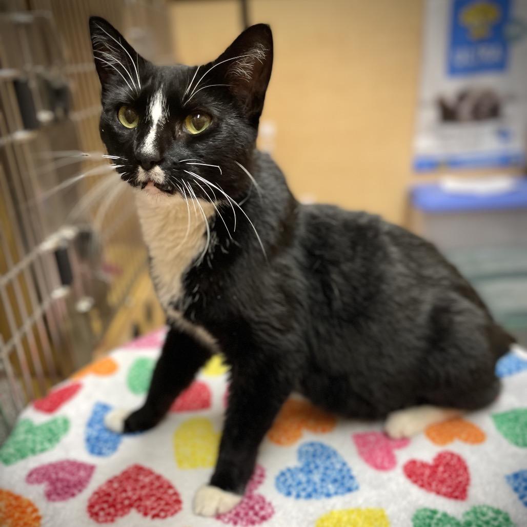 Pepe, a Adoptable Domestic Short Hair in Rochester, MN image 5/6