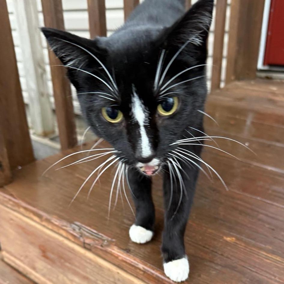 Pepe, a Adoptable Domestic Short Hair in Rochester, MN image 6/6