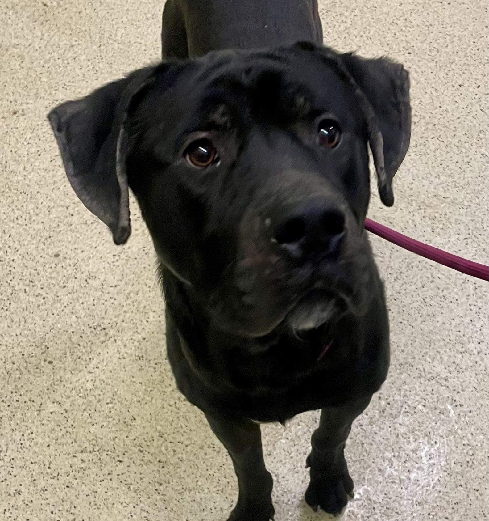 Enlarge Scooby, a hold Cane Corso in Muncie, IN image 2/6