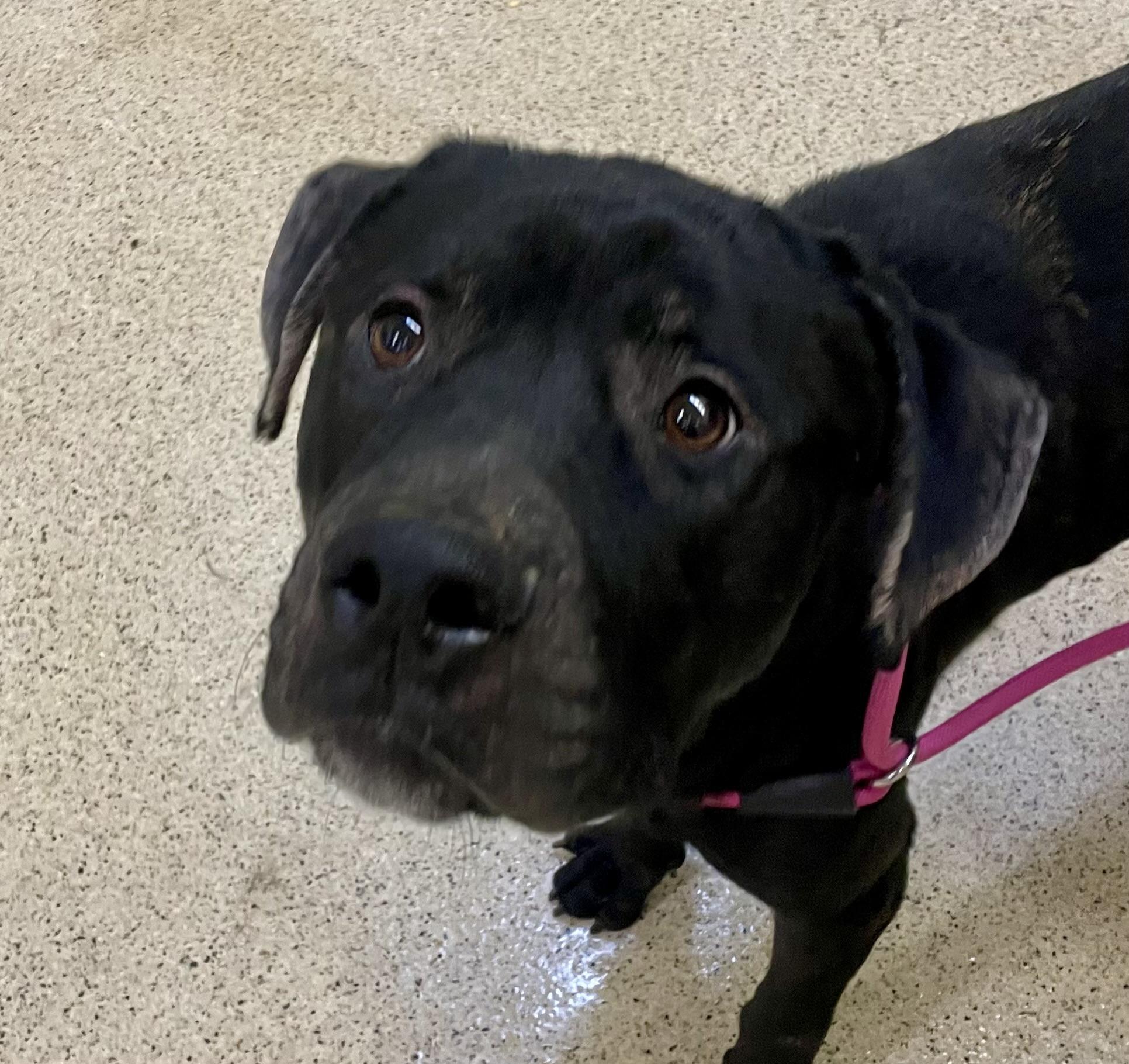 Enlarge Scooby, a hold Cane Corso in Muncie, IN image 3/6