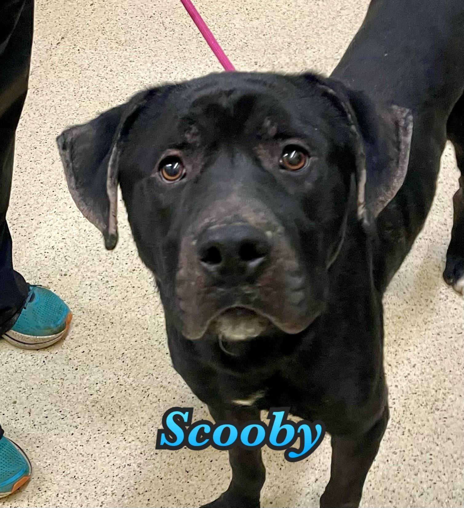 Scooby