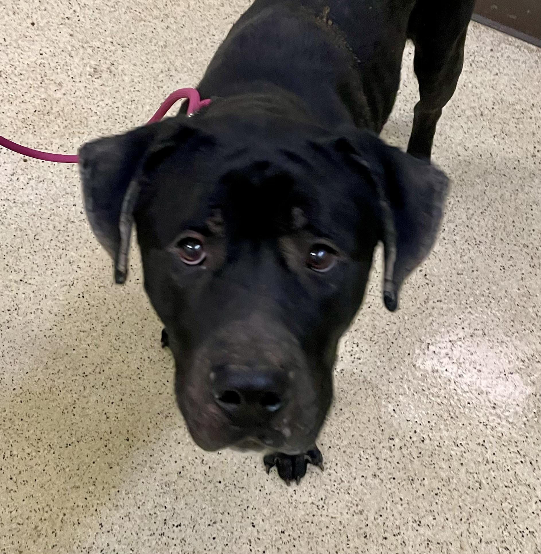 Enlarge Scooby, a hold Cane Corso in Muncie, IN image 4/6