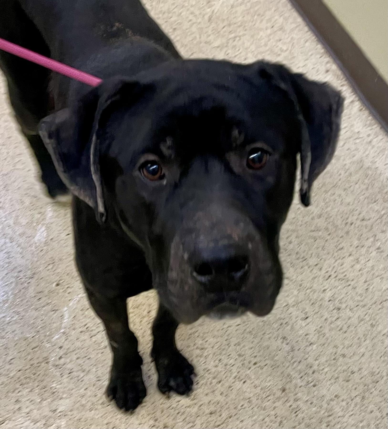 Enlarge Scooby, a hold Cane Corso in Muncie, IN image 5/6
