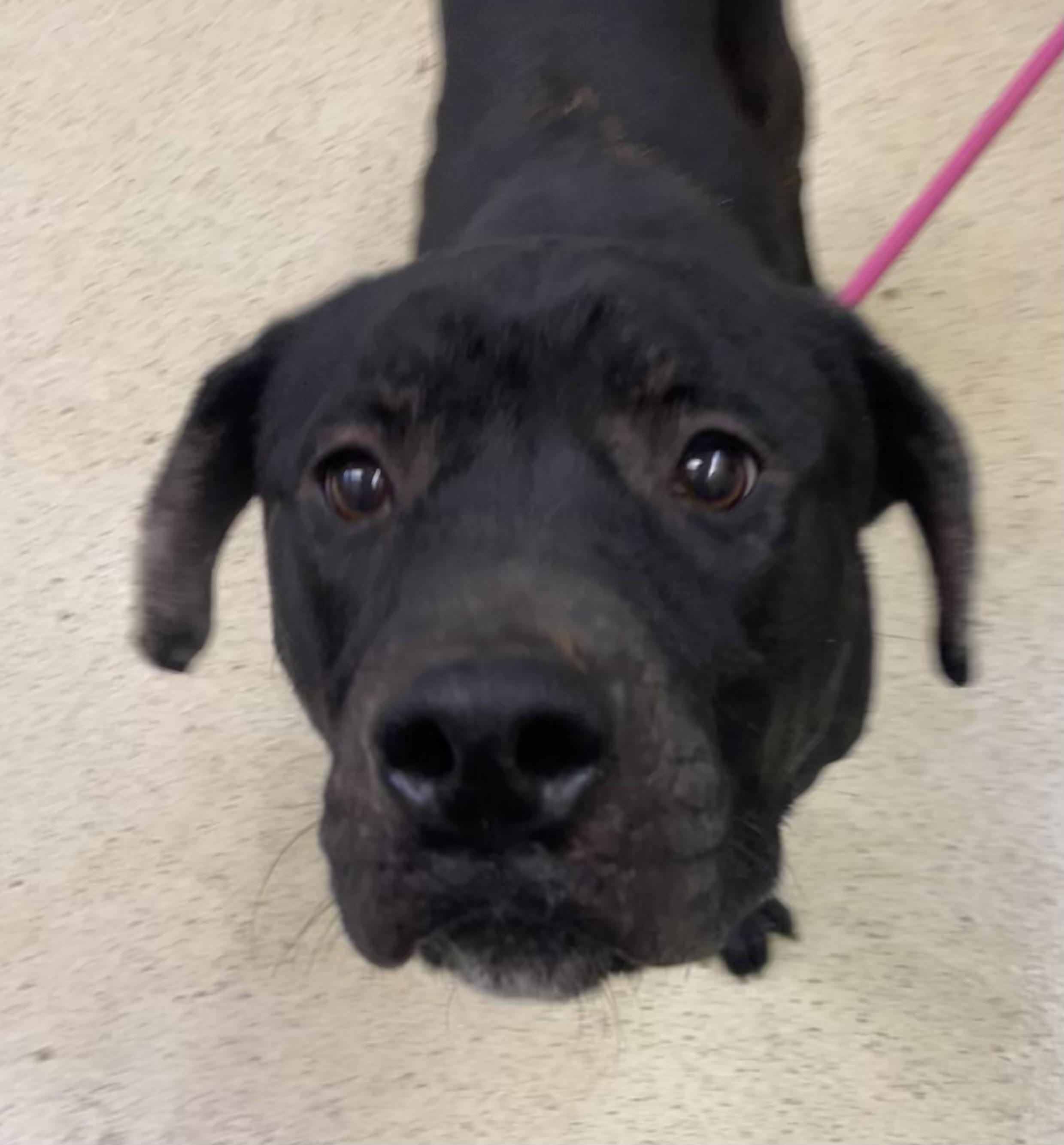 Enlarge Scooby, a hold Cane Corso in Muncie, IN image 6/6
