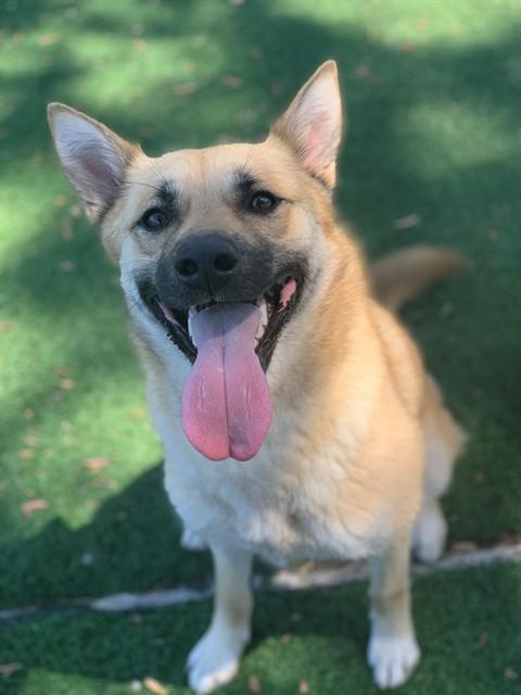 RAYE, Adoptable, Adult Female German Shepherd Dog & Mixed Breed.