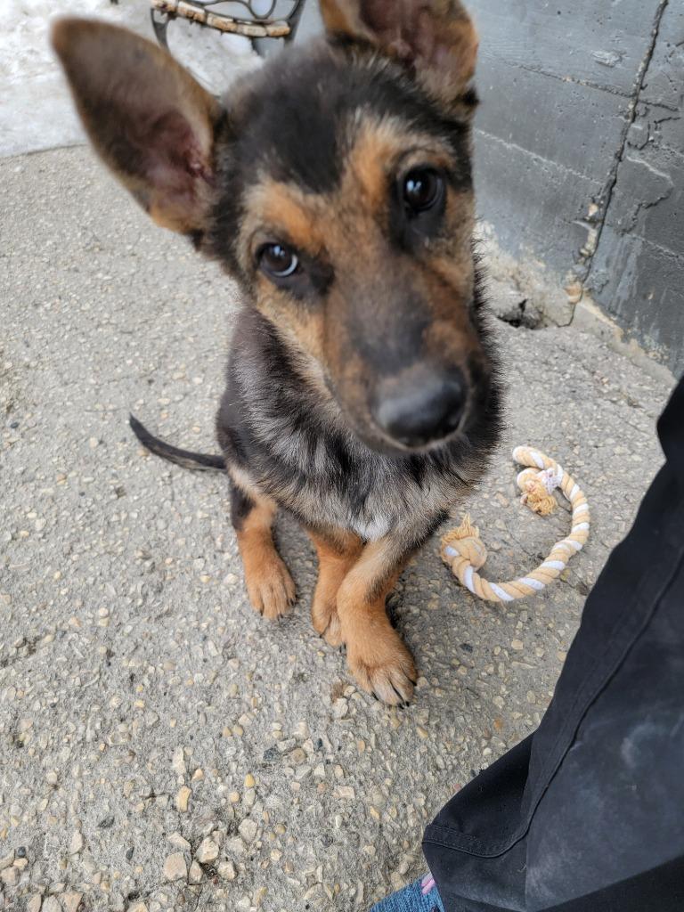 Raider, Adoptable, Puppy Male German Shepherd Dog & Husky.