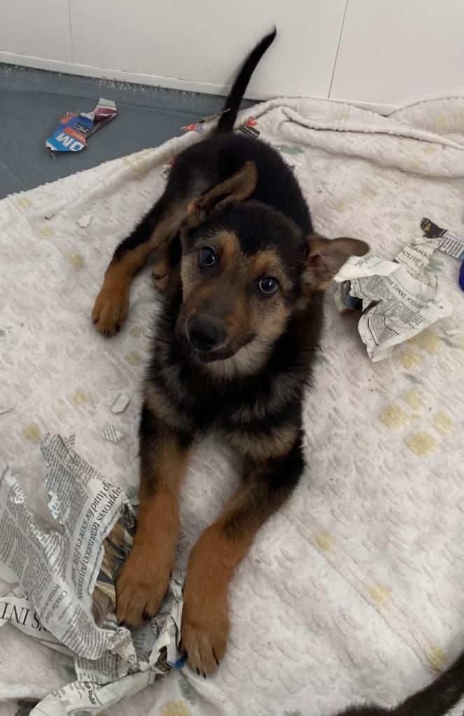 Enlarge Raider, a Adoptable mixed breed in Winnipeg, MB image 2/4