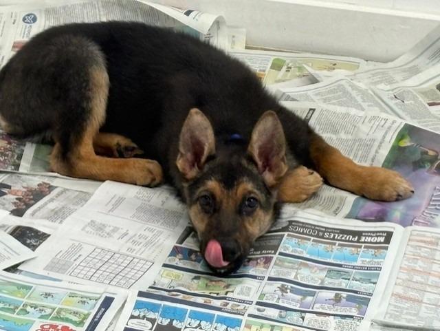 Enlarge Raider, a Adoptable mixed breed in Winnipeg, MB image 3/4