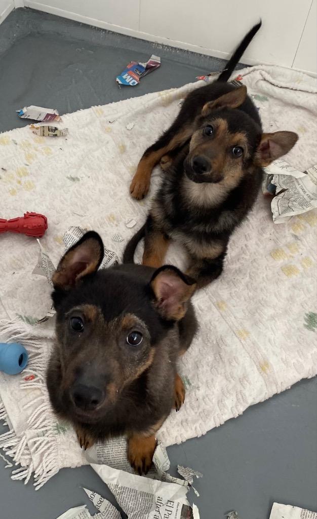 Enlarge Raider, a Adoptable mixed breed in Winnipeg, MB image 4/4