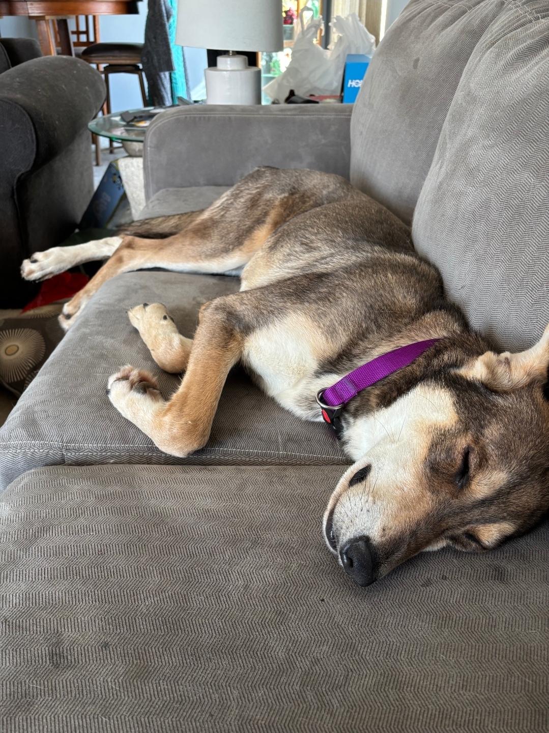 Enlarge Nova, a ADOPTABLE mixed breed in Plattsmouth, NE image 4/4